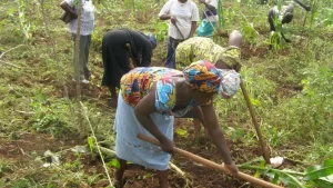 Kogi women farmers decry lack of access to agricultural inputs